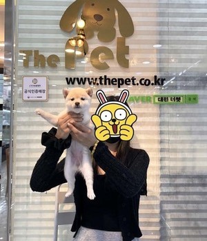 시바이누 분양후기 [22.7.24]