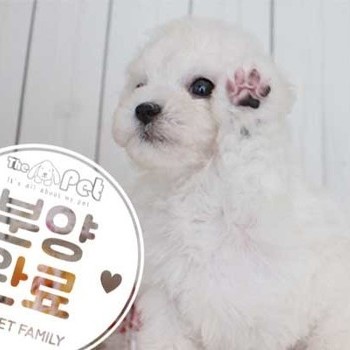 비숑프리제 ♂ 6.19 분양완료
