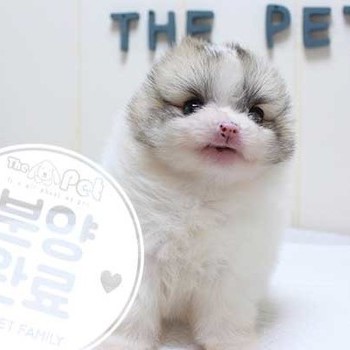 포메라니안 ♀ 5.8 분양완료