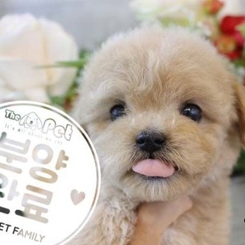 푸들 ♂ 9.2 분양완료