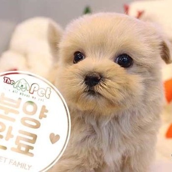 말티푸 ♀ 10.23 분양완료