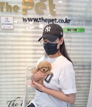  푸들 분양후기 [22.9.11]