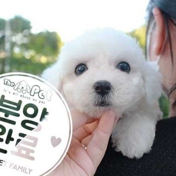 비숑프리제 ♂ 7.2 분양완료