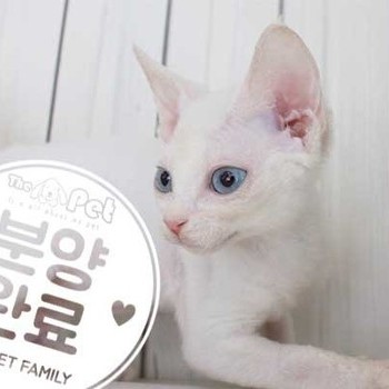 데본렉스 ♂ 5.29 분양완료