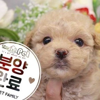 말티푸 ♂ 7.2 분양완료