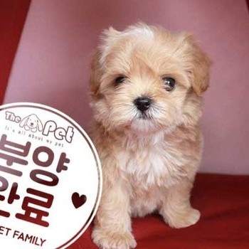 말티푸 ♂ 6.26 분양완료