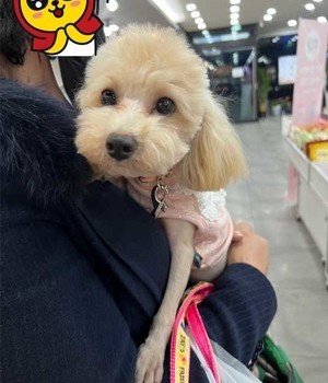말티푸 분양후기/중리점 [22.10.31]