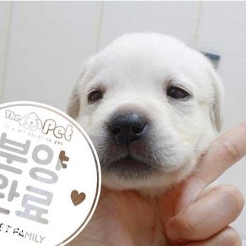 래브라도 리트리버 ♀ 4.10 분양완료