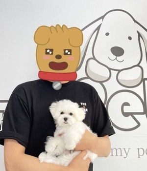말티즈 분양후기/중리점 [22.7.18]