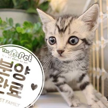 아메리칸숏헤어 ♀ 8.28 분양완료