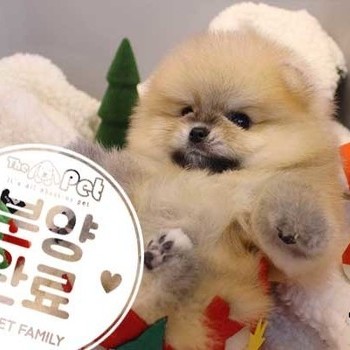 포메라니안 ♂ 10.23 분양완료