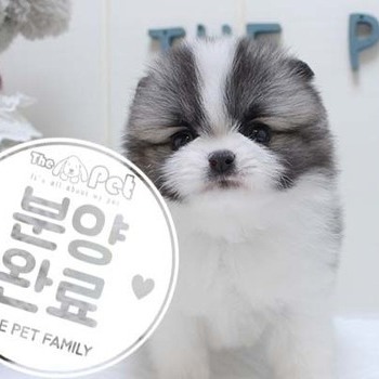 포메라니안 ♂ 5.29 분양완료