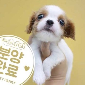 킹찰스스파니엘 ♂ 7.9 분양완료