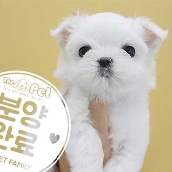 말티즈 ♂ 7.9 분양완료