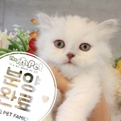 페르시안 ♀ 4.3