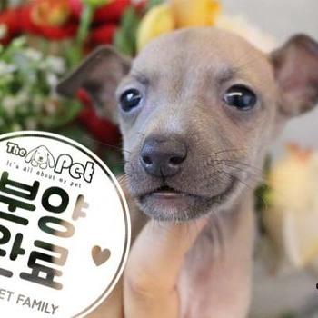 이탈리안그레이하운드 ♂ 9.17 분양완료
