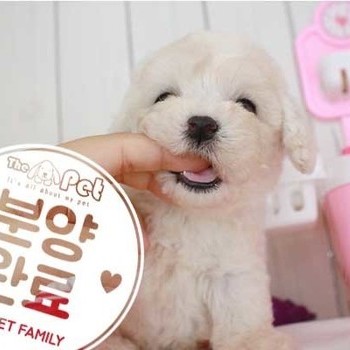 비숑프리제 ♀ 6.26 분양후기