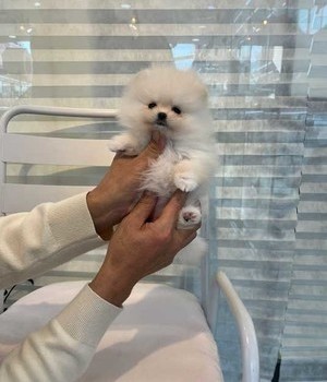 포메라니안 분양후기 [22.12.25]