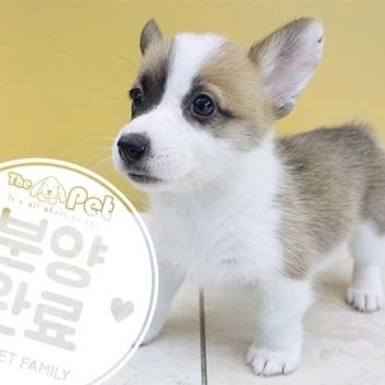 웰시코기 ♀ 7.9 분양완료