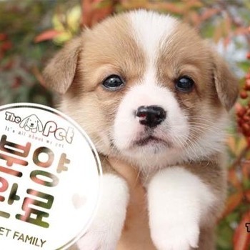 웰시코기 ♂ 8.21 분양완료