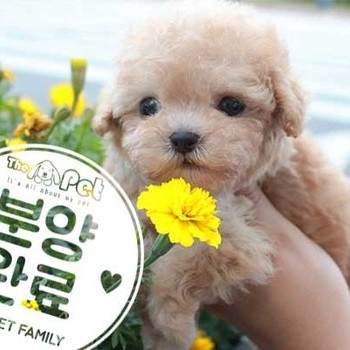 말티푸 ♀ 7.2 분양완료