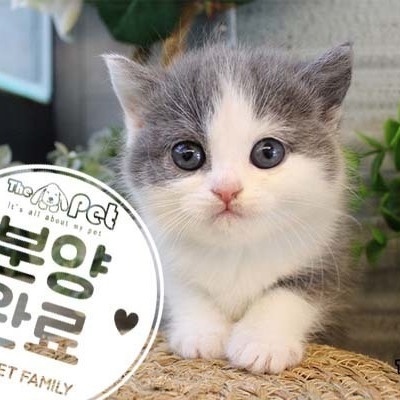 브리티쉬숏헤어 ♀ 8.14 분양완료