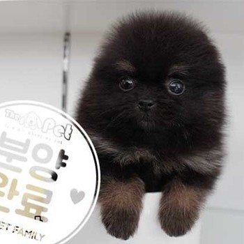 포메라니안 ♂ 7.14 분양완료