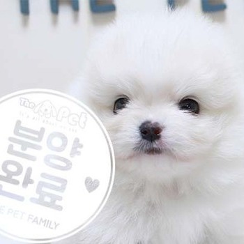 포메라니안 ♂ 5.8 분양완료