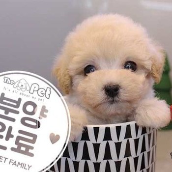 말티푸 ♀ 10.8 분양완료
