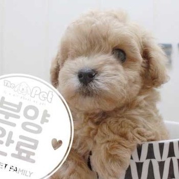 말티푸 ♀ 4.3 분양완료