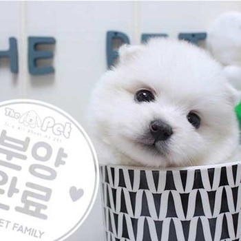 포메라니안 ♂ 5.29 분양완료