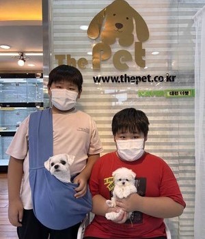 말티즈 분양후기 [22.8.25]