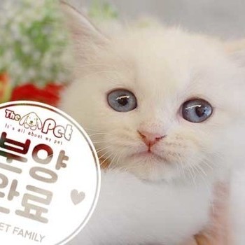 렉돌 ♀ 5.29 분양완료