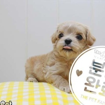 말티푸 ♂ 3.20 분양완료