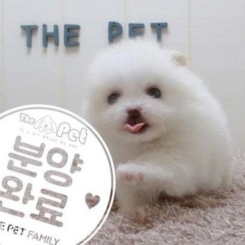 포메라니안 ♂ 4.3 분양완료