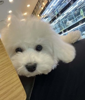비숑프리제 분양후기/중리점 [22.11.18]