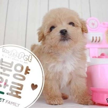 말티푸 ♂ 7.13 분양완료