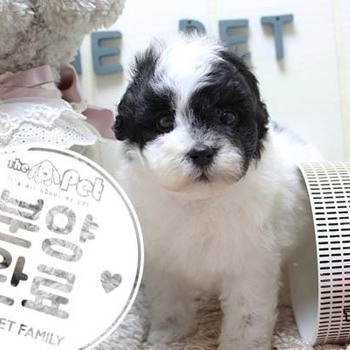 푸들 ♀ 8.28 분양완료