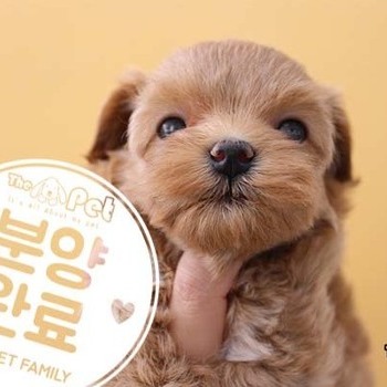 말티푸 ♀ 9.15 분양완료