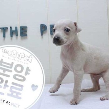 이탈리안그레이하운드 ♂ 4.24 분양완료