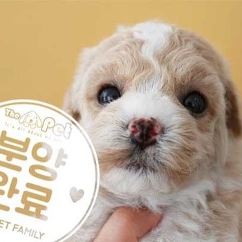 말티푸 ♀ 7.23 분양완료