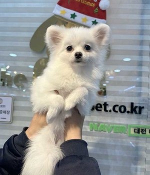 포메라니안 분양후기 [22.12.17]