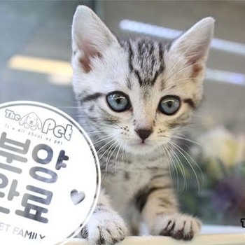 아메리칸숏헤어 ♀ 9.3 분양완료
