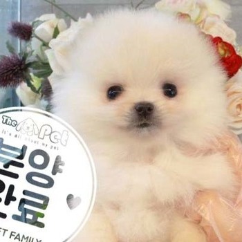 포메라니안 ♂ 3.27 분양완료