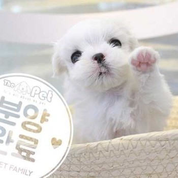 말티즈 ♂ 7.2 분양완료