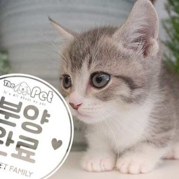 먼치킨 ♂ 5.29 분양완료