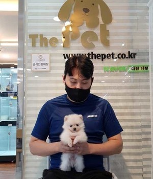 포메라니안 분양후기 [22.8.29]