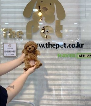 푸들 분양후기 [22.8.21]