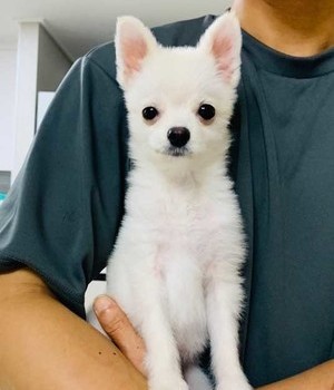 포메라니안 분양후기 [22.9.4]
