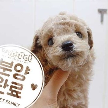 푸들 ♀ 4.24 분양완료